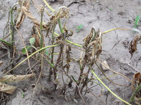 Soybean stem rot