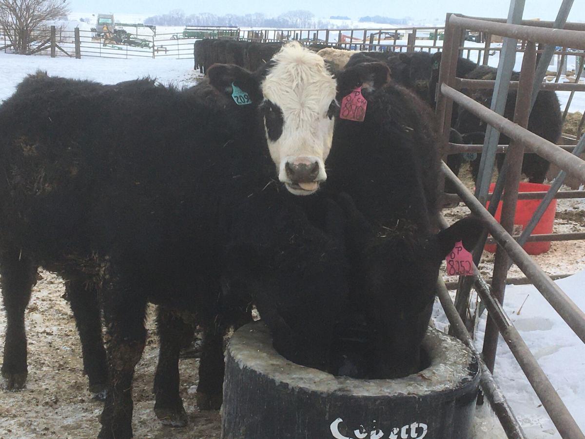 Cattle at waterer