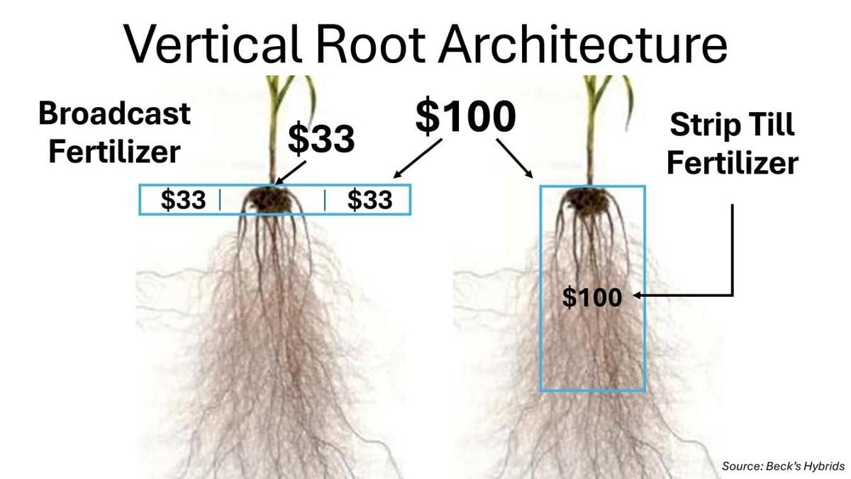 Vertical roots