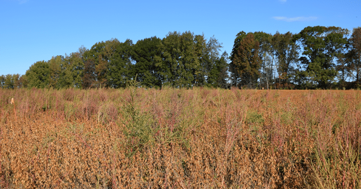 Weeds adapt to beat weed control - Vimarsana News