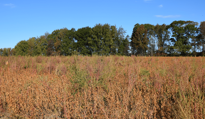 Palmer amaranth