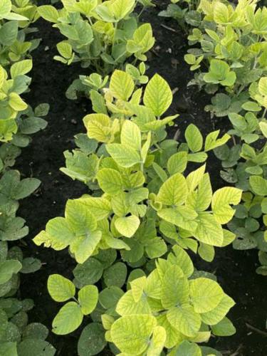 Soybean Iron deficiency chlorosis (IDC)