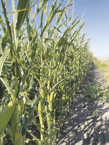 CW Eitemiller 3 worked.jpg