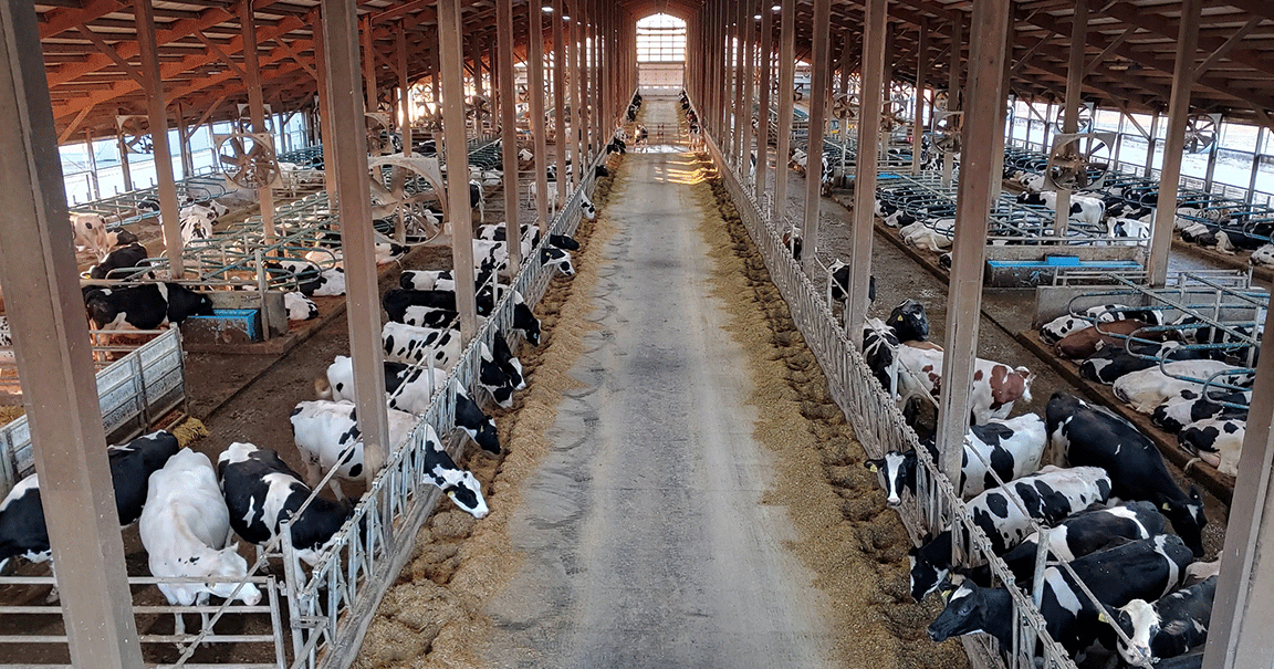 Illinois brothers carry on dairy tradition