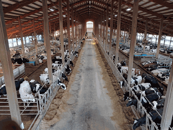 freestall barn