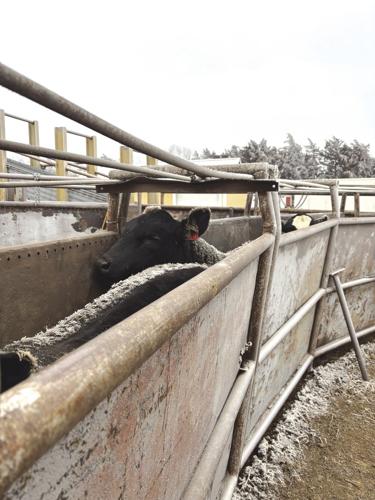 PPR Gittlein 3 - worked.jpg