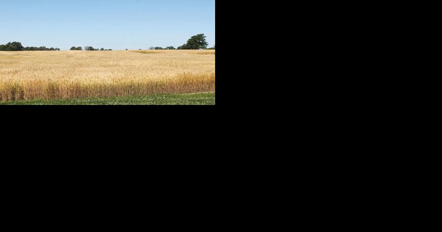 Wheat market hits another sell-off in January - Vimarsana News