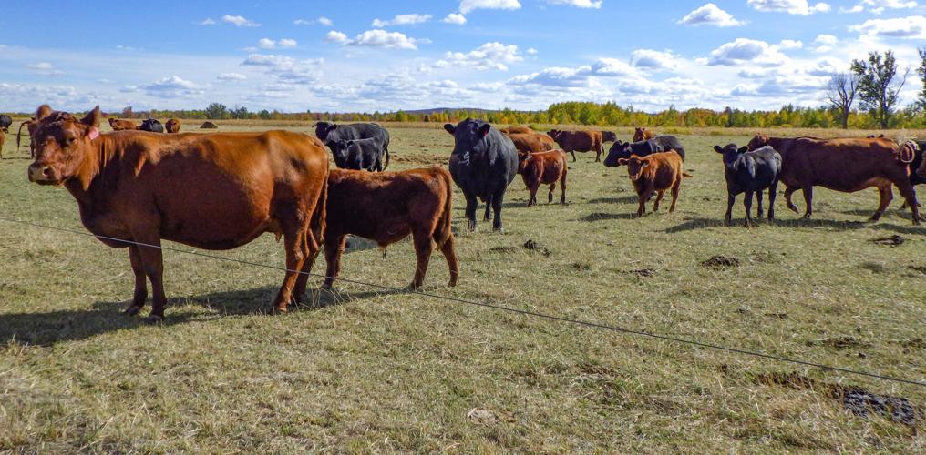 Beef cows