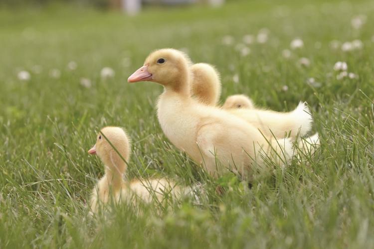 Chicks