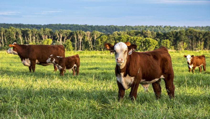 Herefords graze on DNR land