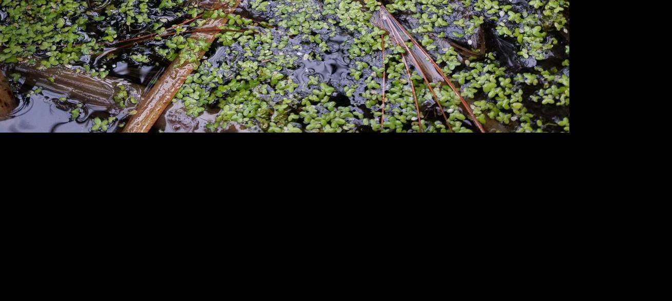 Duckweed could prove useful