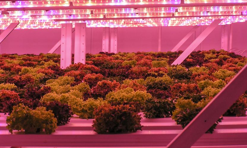Hydroponic