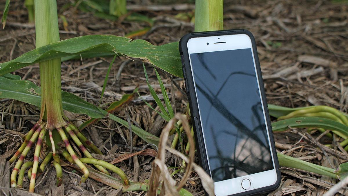 Ag Tech iphone in corn