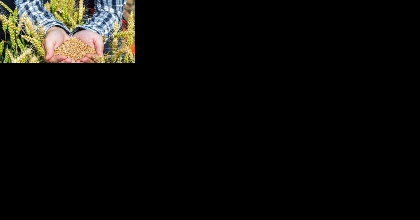 Webinar explores steps to rebuilding a regional grain chain - Vimarsana News