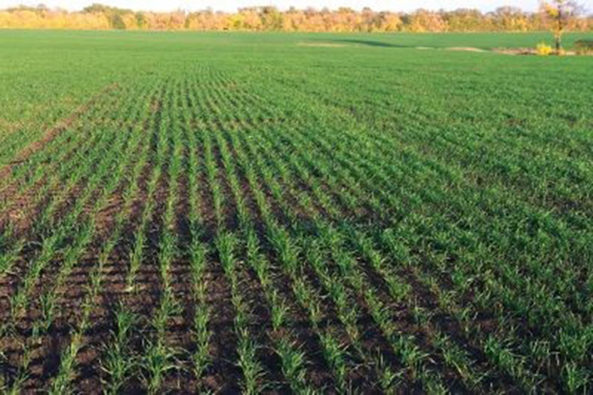 Wheat grows in field