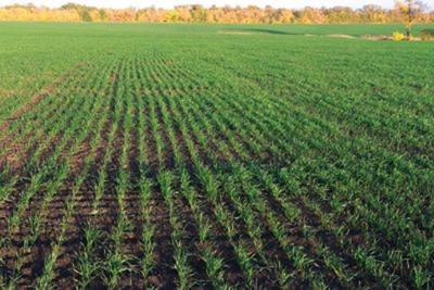 Wheat grows in field