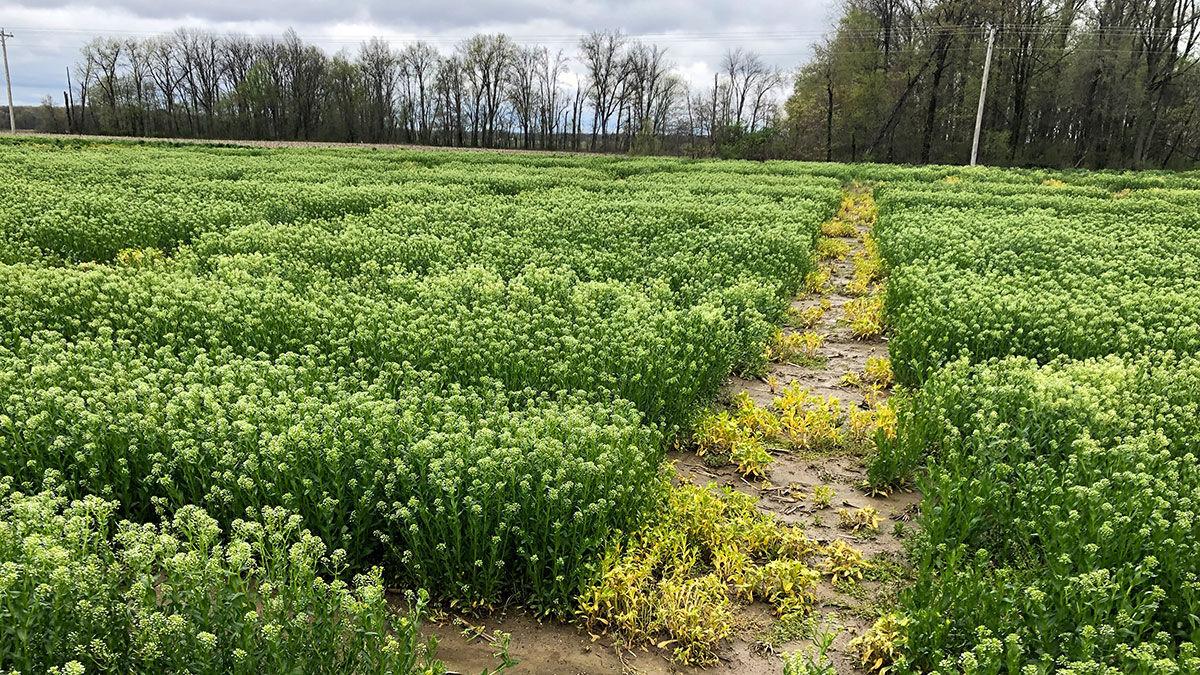 pennycress 1