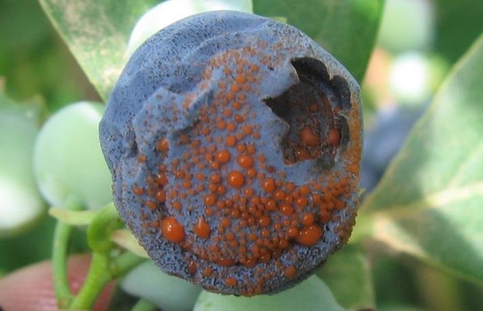 Infected blueberry