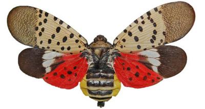 spotted lanternfly wings spread