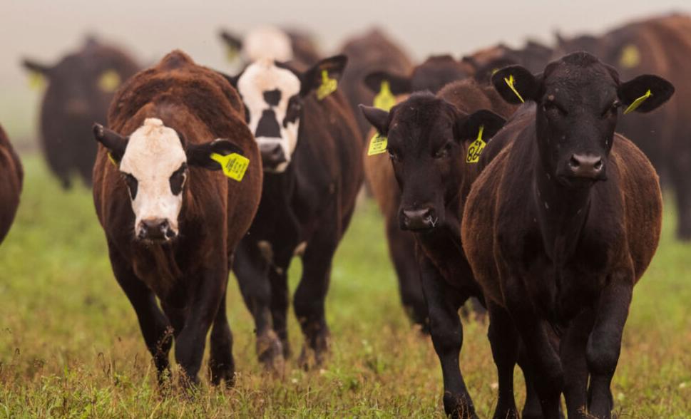 Cattle herd