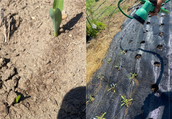 Irrigation