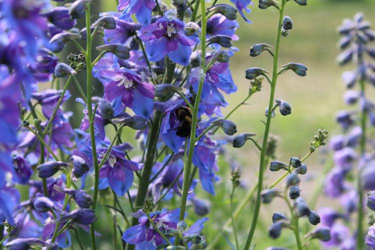 Bee on flower.JPG