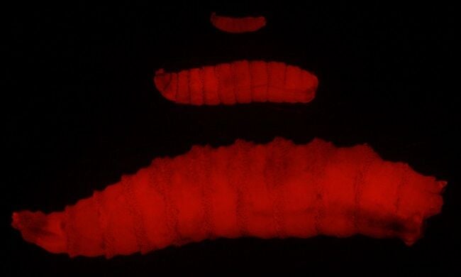 NovoFly larvae