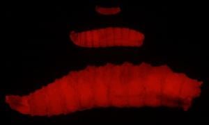 NovoFly larvae