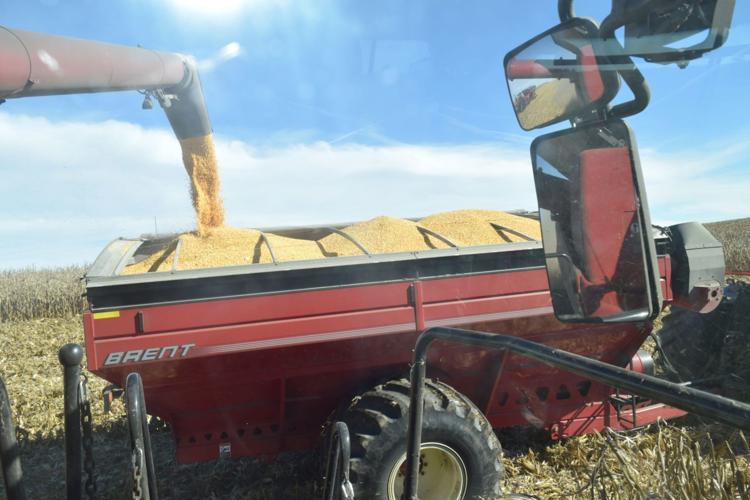 Corn flowing from combine to grain cart