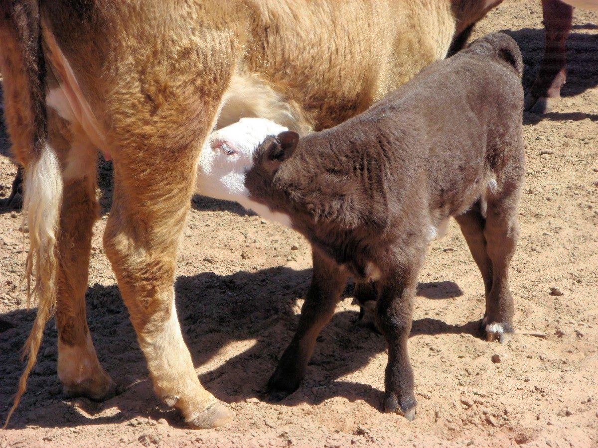 Vitamins A and E important to beef calves Livestock