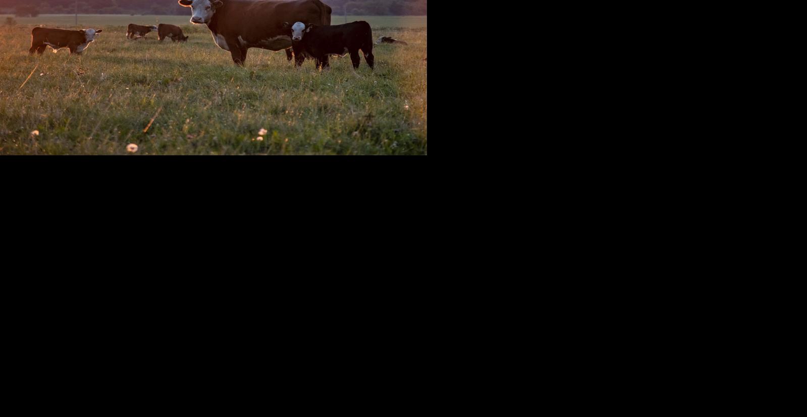 Cows in field