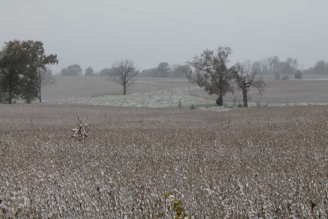 snowy soybean field