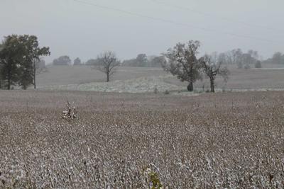 snowy soybean field