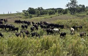 Soil work: Four years of building soil health pays off in yields