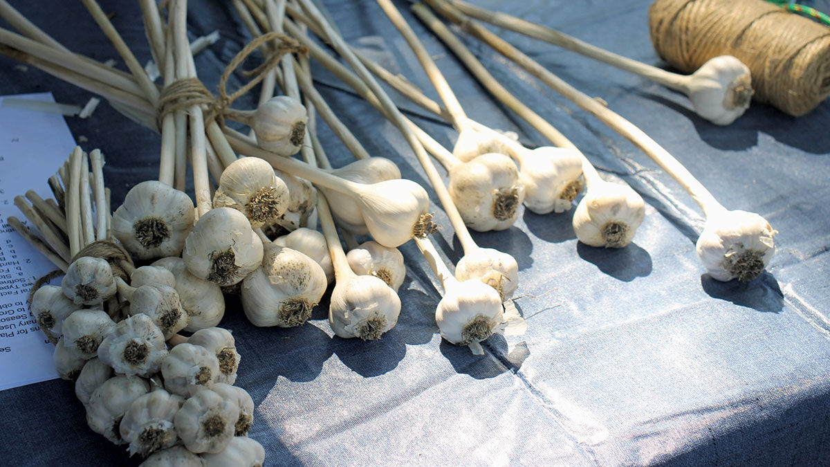 Garlic on table