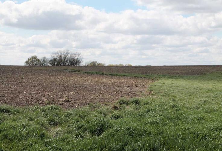 grass strip in field