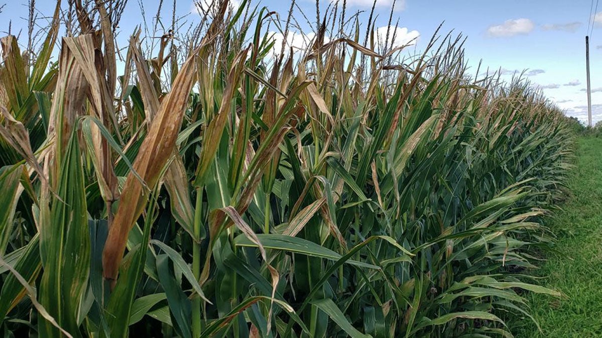 Anthracnose top dieback