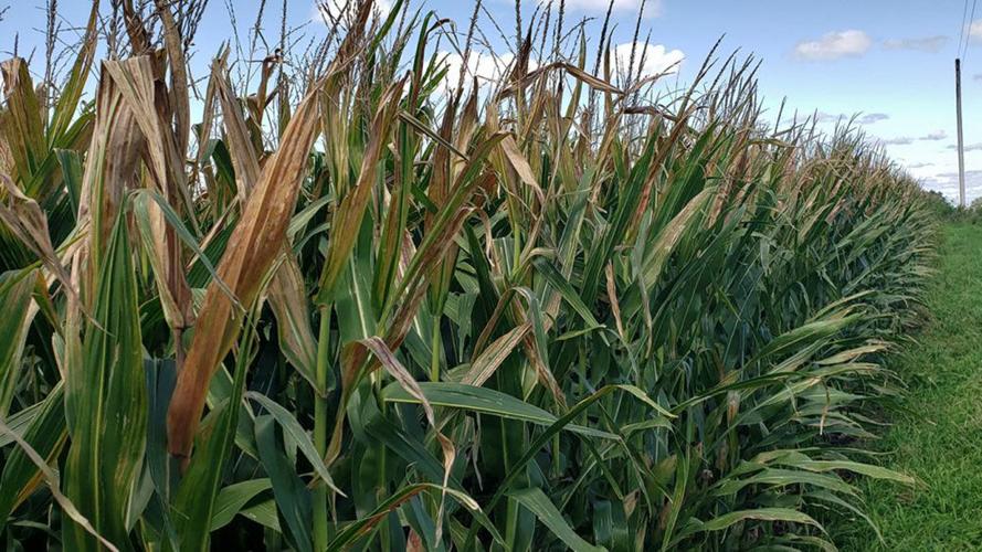 Anthracnose top dieback