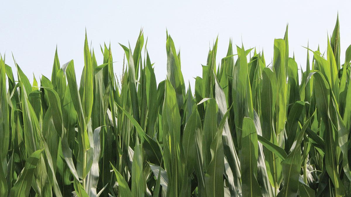Crops grow in Boone County on a sunny July day