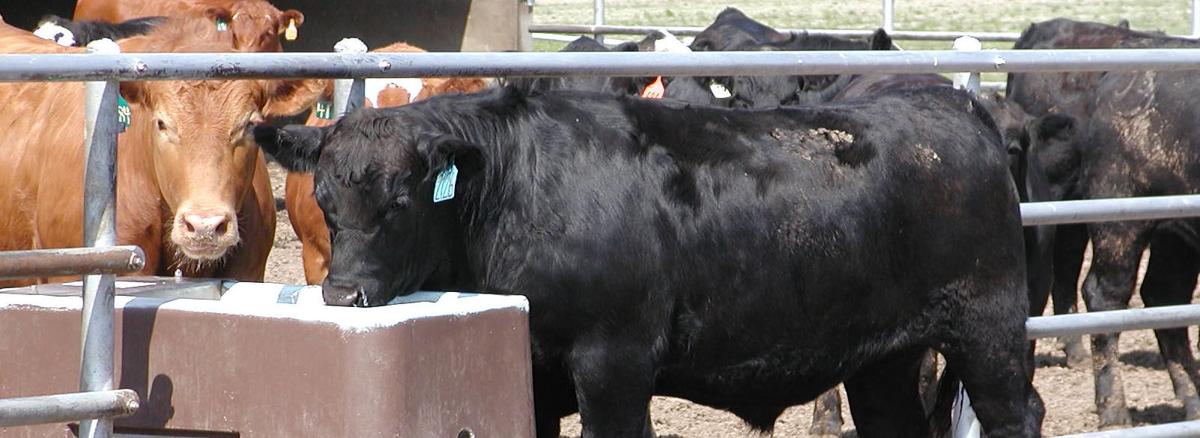 Feedlot cattle drink at a trough