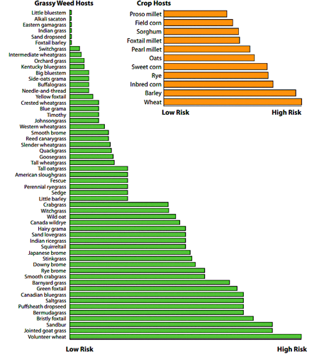 Wheat streak mosaic virus 2.PNG