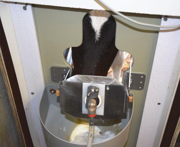 Calf feeding at automatic feeder