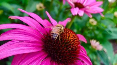 coneflower - pollinators