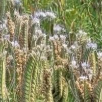 Phacelia seed pods on Bock Farms