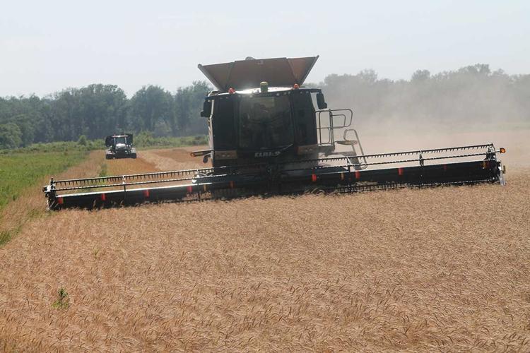 wheat harvest