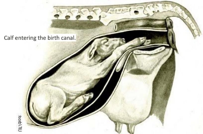 Calf enters birth canal