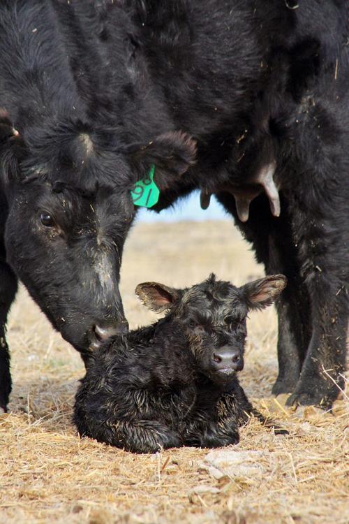 Beef cow and calf