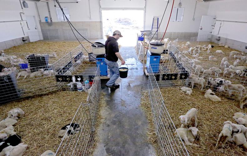 Sheep Farm