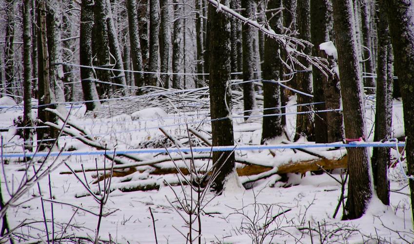 Sugar bush
