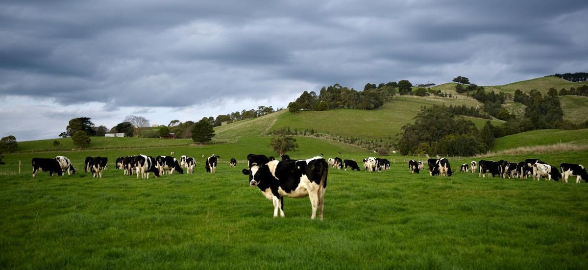 New Zealand conducts massive cull Dairy
